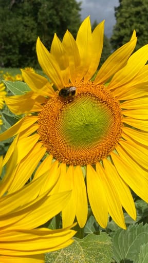 a bee visits a sunflower