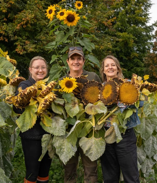 Three people standing among giant sunflowers 