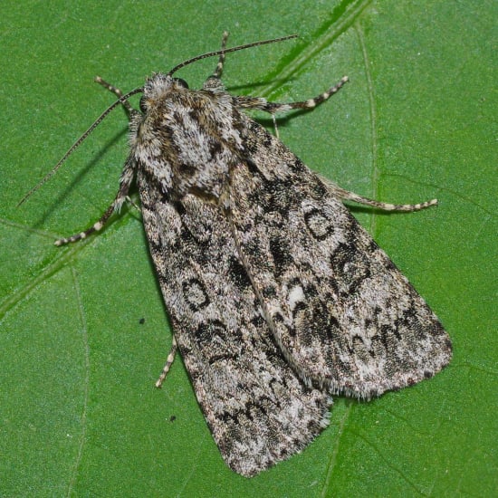 Knotgrass moth