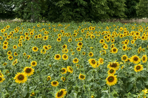 field of open sunflowers