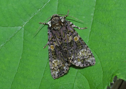 Coronet moth